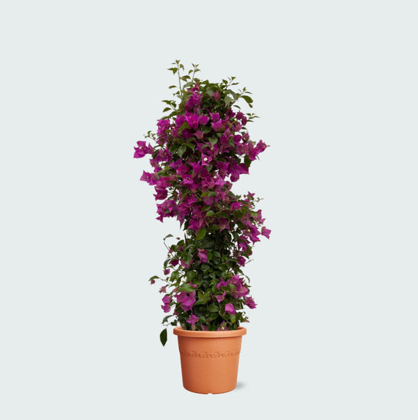 Bougainvillea Pyramide - 90cm kopen bij Green Bubble
