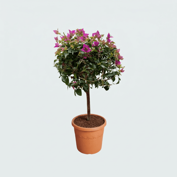 Bougainvillea op stam - 90cm kopen bij Green Bubble
