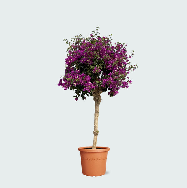 Kunstplant Bougainvillea hoge stam in pot groen roze H 150 cm kopen Kunstplant Bougainvillea hoge stam in pot groen roze H 150 cm kopen