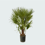Product afbeelding 5
