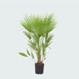 Product afbeelding 5