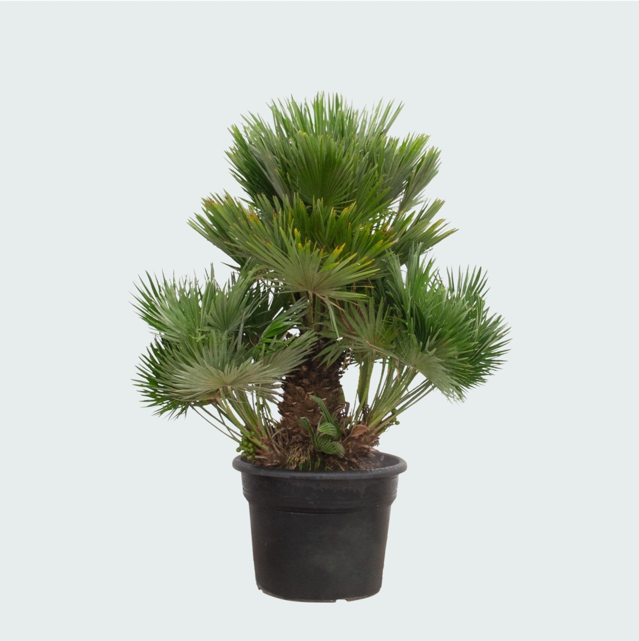 Chamaerops Humilis | 180cm | Green Bubble