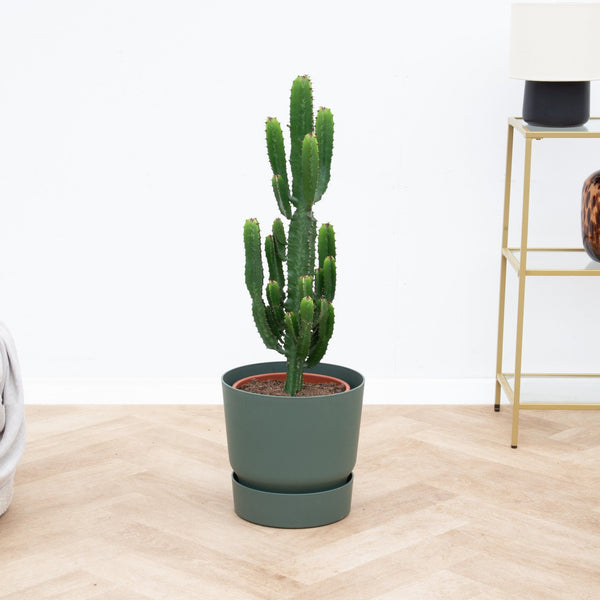 Cactus Myrtillo - 70 cm kopen bij Green Bubble