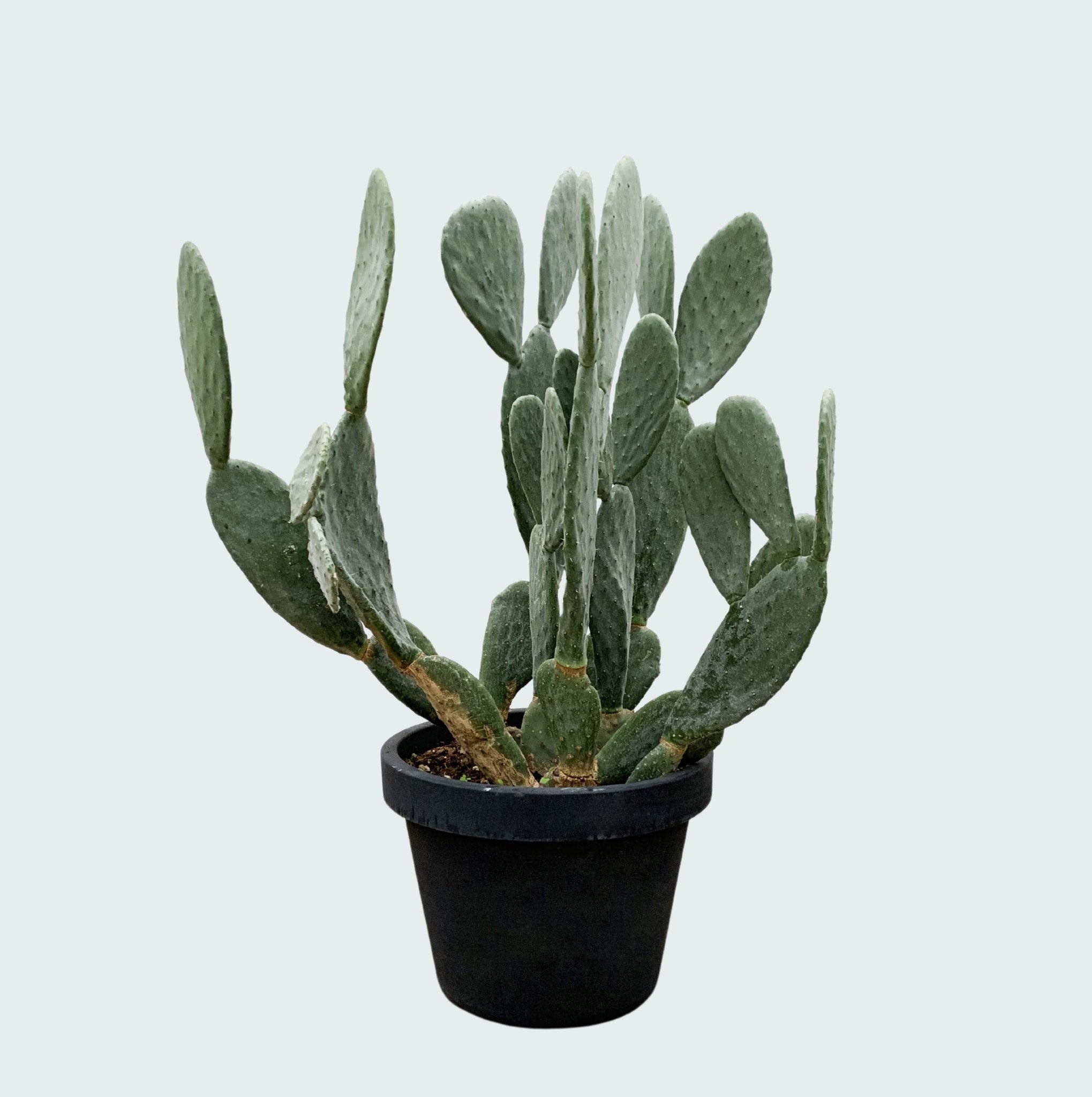 cactus　ブルコ　Lサイズ CactusOpuntia140.jpg?v=1741360711