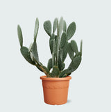 Product afbeelding 1
