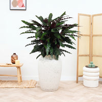 Calathea rufibarba 'Wavestar' - 90cm