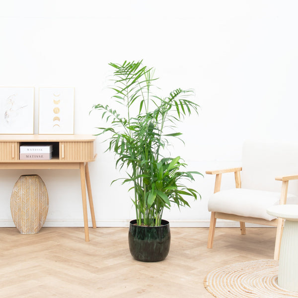 Chamaedorea Seifrizii - 140cm