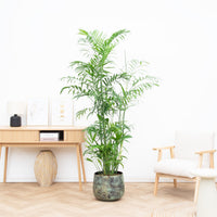 Chamaedorea Seifrizii - 200cm