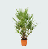 Product afbeelding 2