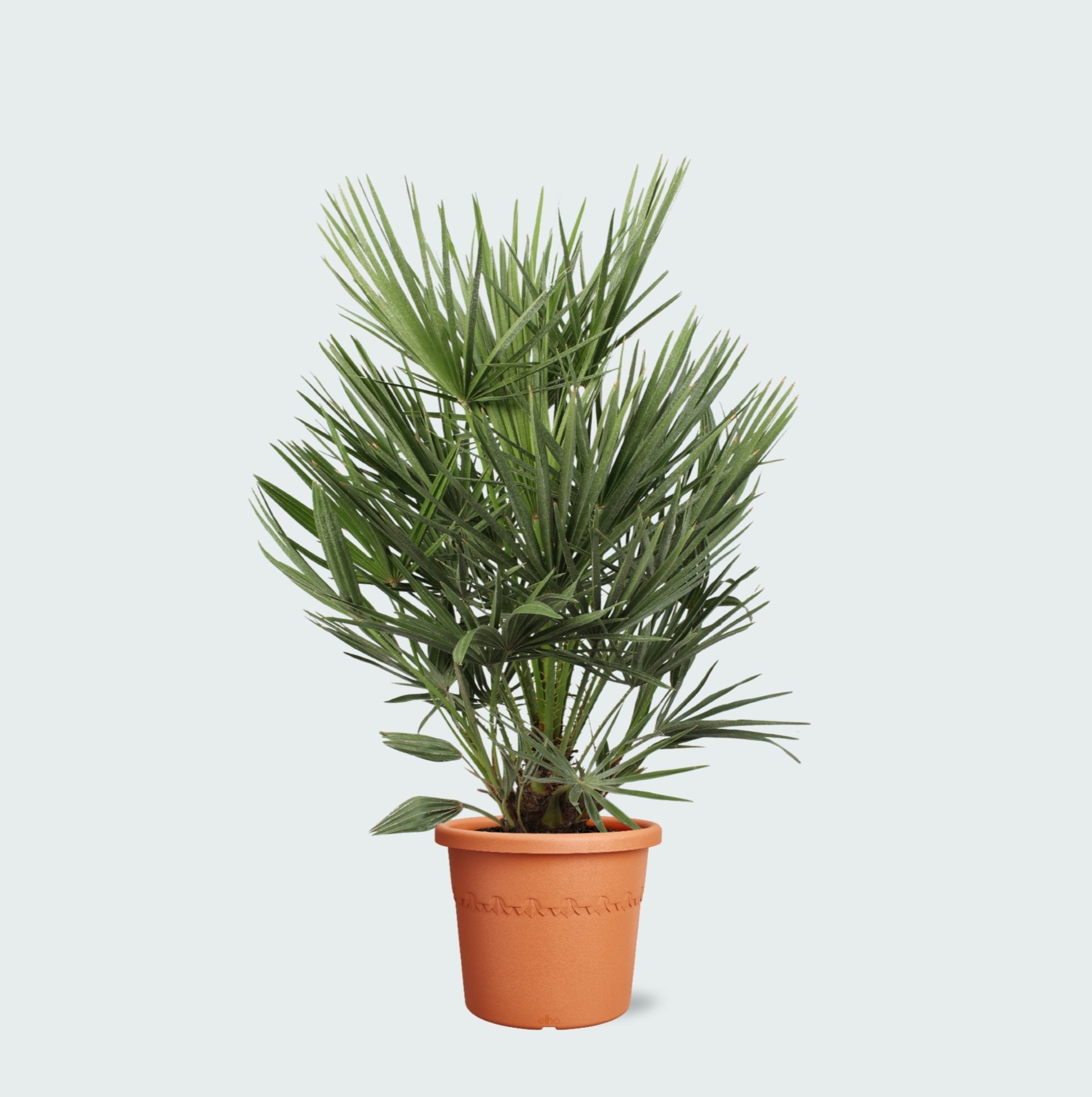 Chamaerops Humilis | 100cm | Green Bubble