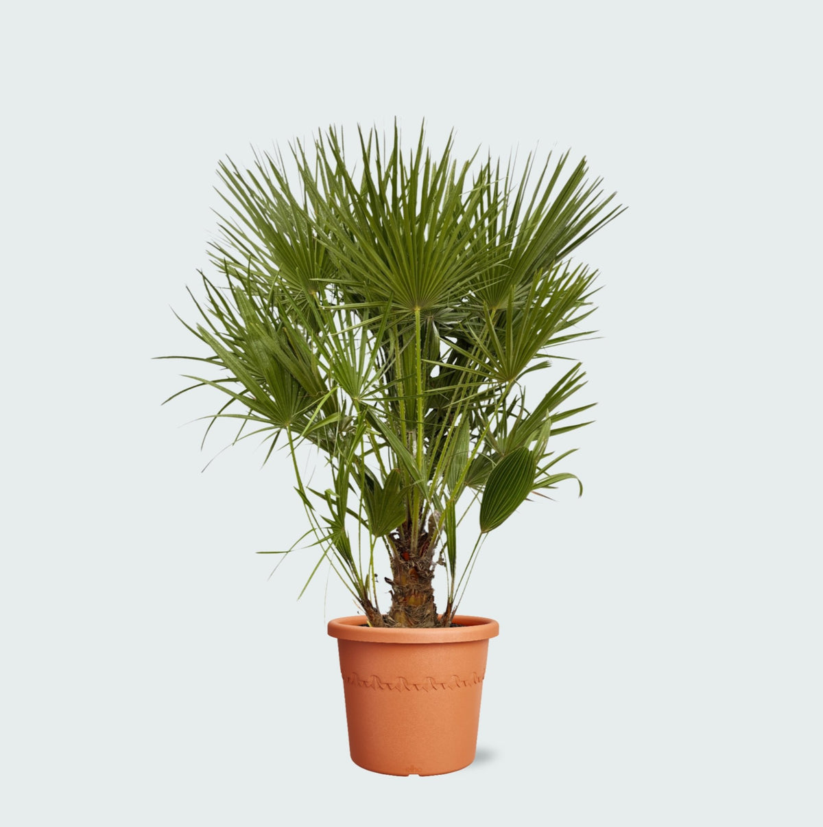 Pflege der Chamaerops Humilis verzorging - Green Bubble