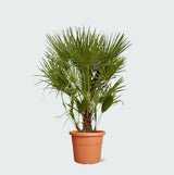Product afbeelding 1