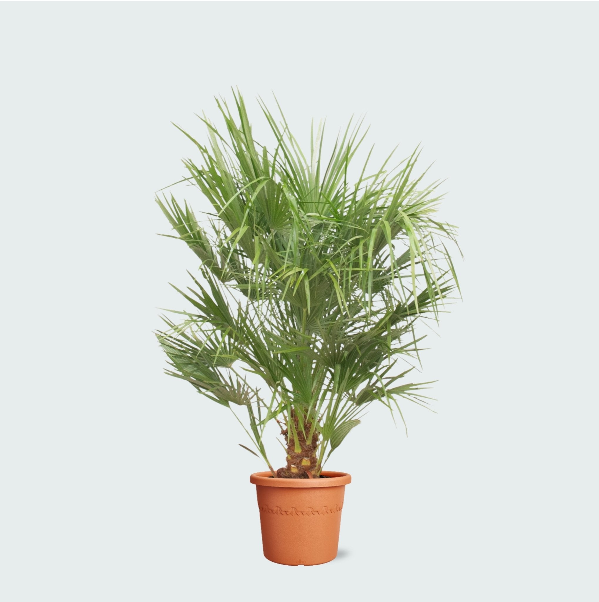 Chamaerops Humilis - 160cm