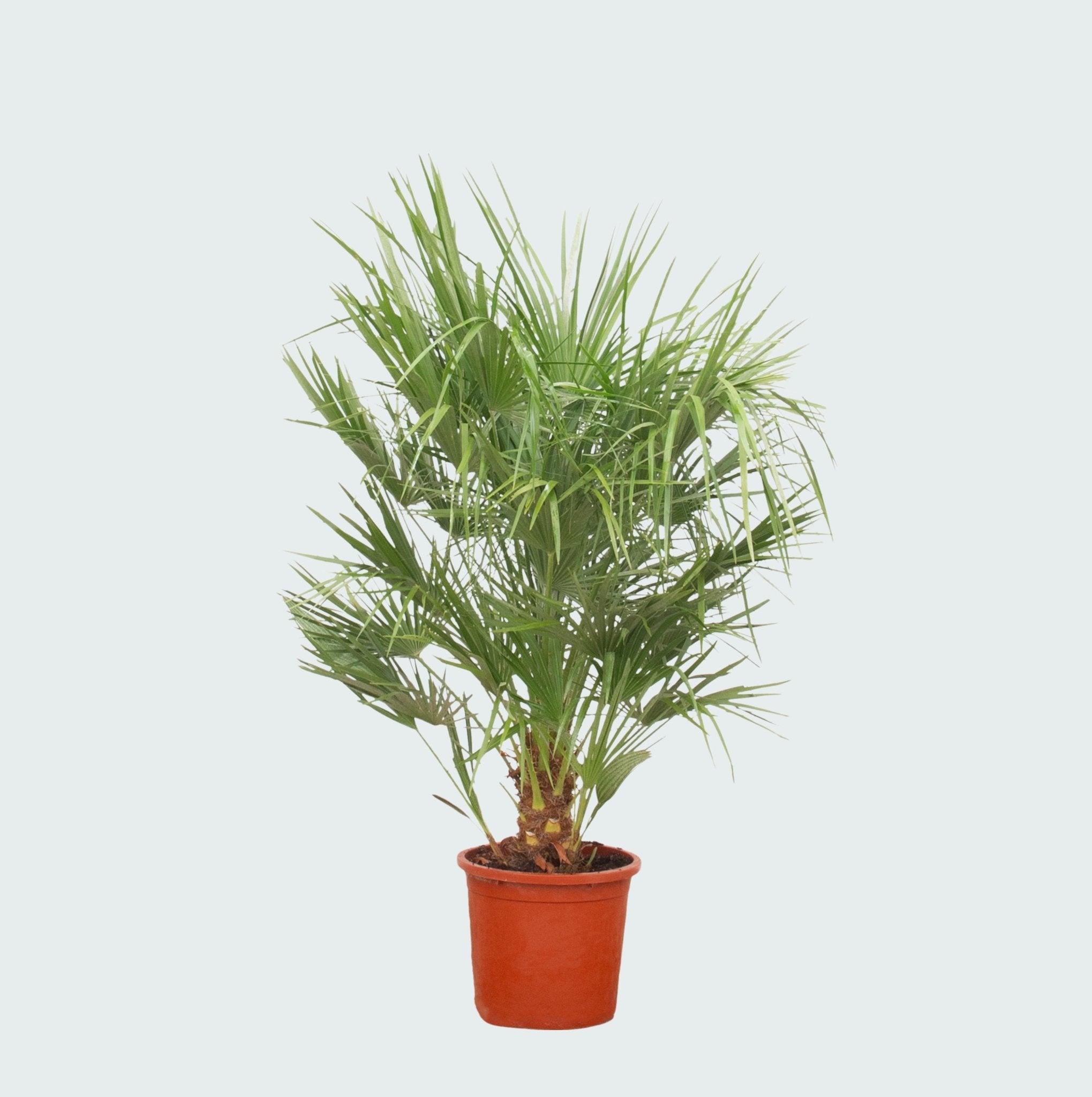 Chamaerops Humilis - 160cm