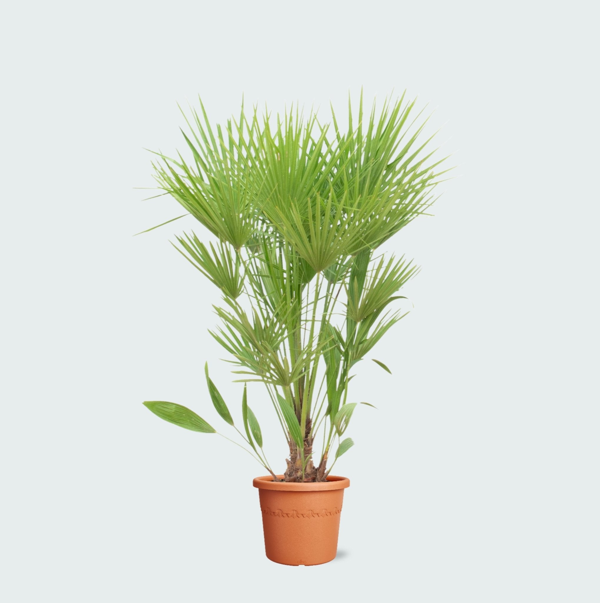 Chamaerops humilis | European dwarf palm | Green Bubble
