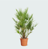 Product afbeelding 1