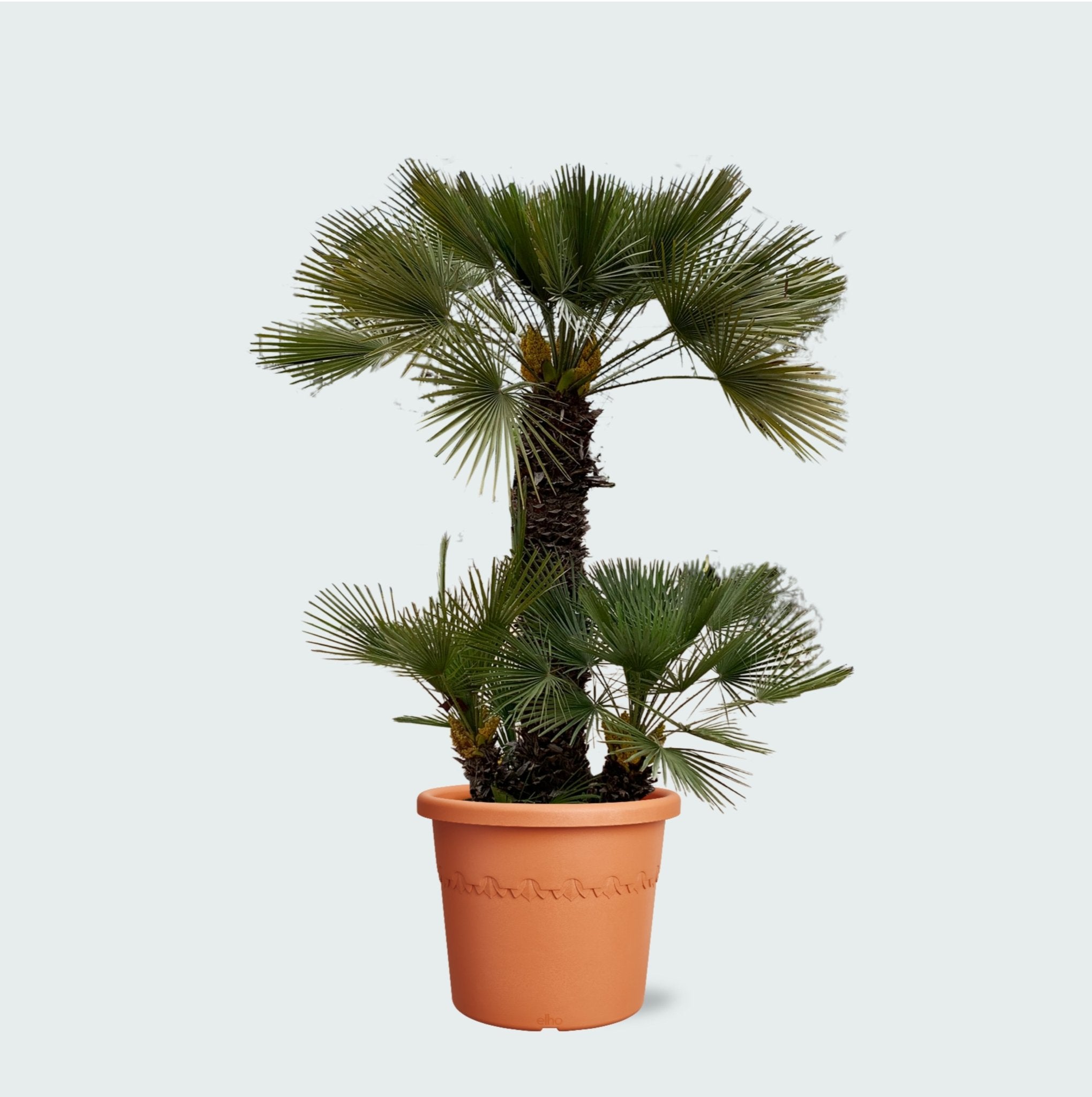 Chamaerops Humilis | 230cm | Green Bubble