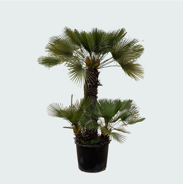 Chamaerops Humilis - 250cm