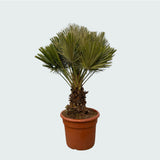 Product afbeelding 3