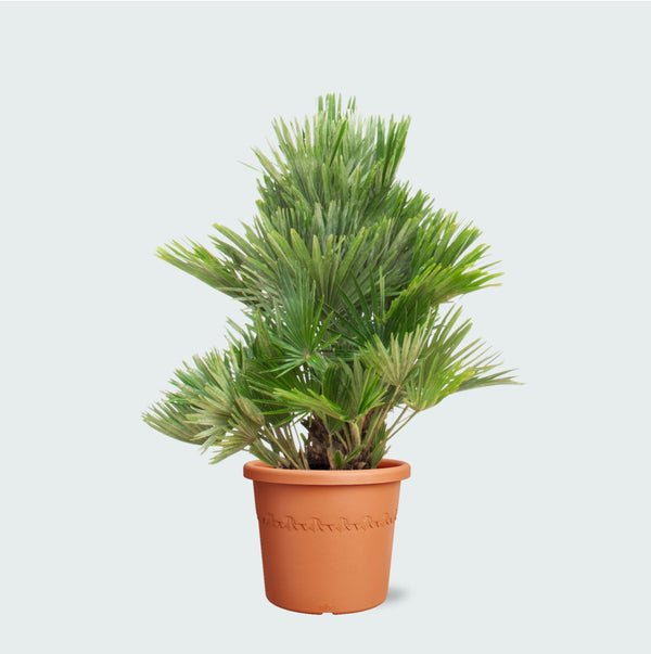 Chamaerops Humilis Vulcano compact - 100 cm kopen bij Green Bubble
