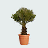Product afbeelding 1