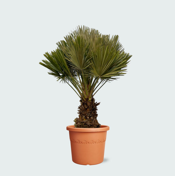 Chamaerops Humilis Vulcano compact - 120cm