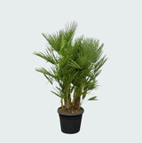 Product afbeelding 3