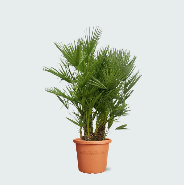 Chamaerops Humilis multistam - 140cm