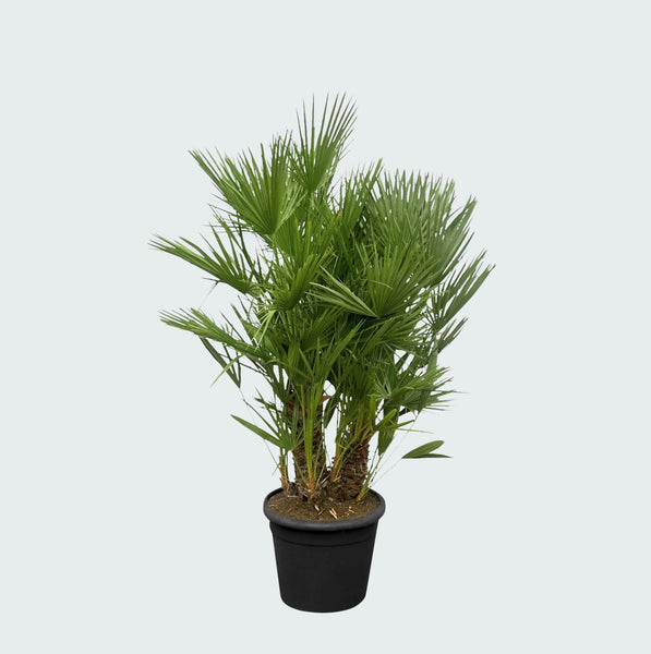 Chamaerops Humilis multistam - 140cm