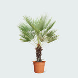 Product afbeelding 1