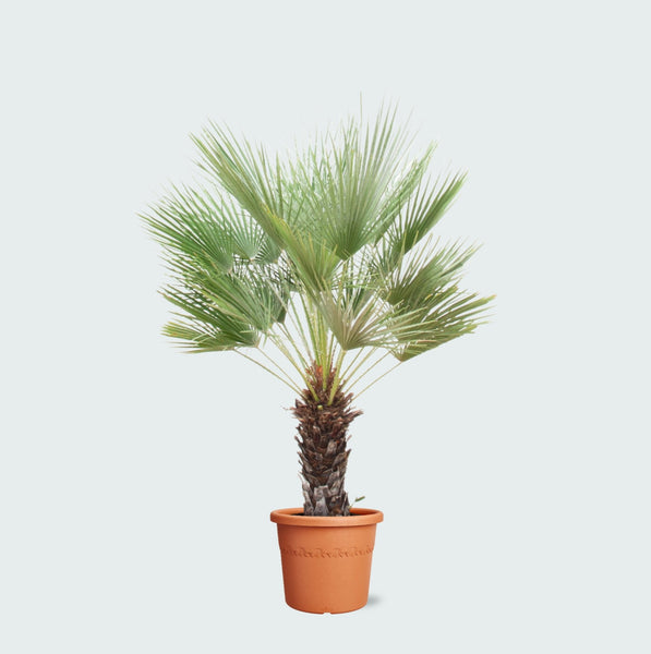 Chamaerops Humilis op stam - 170cm