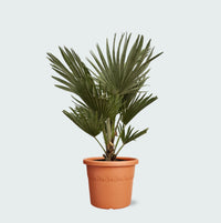 Chamaerops Humilis Vulcano - 50cm
