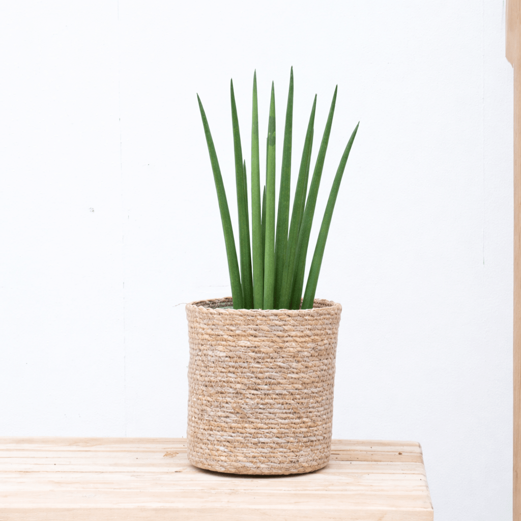 Sansevieria cylindrica 'Bacularis' | 40cm