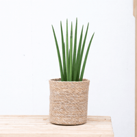 Sansevieria cylindrica 'Bacularis' - 40cm
