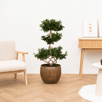 Ficus Microcarpa Ginseng chinese knol - 110 cm
