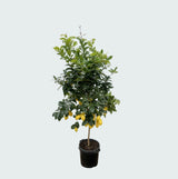 Product afbeelding 3
