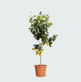 Product afbeelding 1