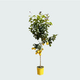 Product afbeelding 5