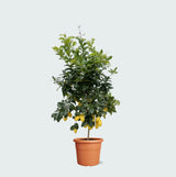 Product afbeelding 1