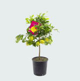 Product afbeelding 3