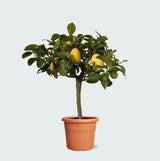 Product afbeelding 1