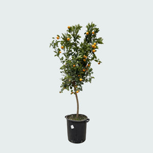 Citrus Calamondin - 200cm