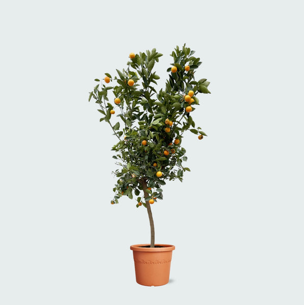 Citrus Calamondin - 200cm