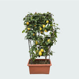 Product afbeelding 3