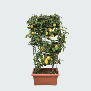 Citrus Lemon op rek - 160cm