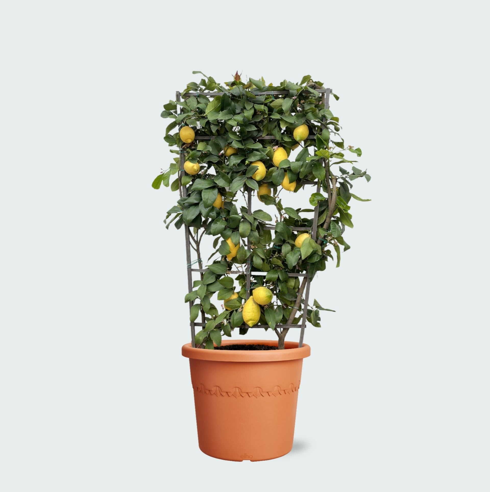 lemon plant pot size Citrus Lemon on rack | 160cm