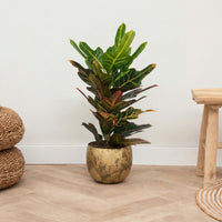Codiaeum Excellent - 70cm