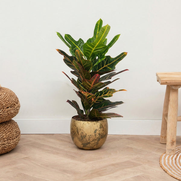Codiaeum Excellent - 70cm kopen bij Green Bubble