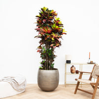 Codiaeum Iceton - 250 cm