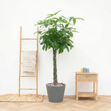 Product afbeelding 2